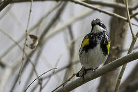 Myrtle Warbler