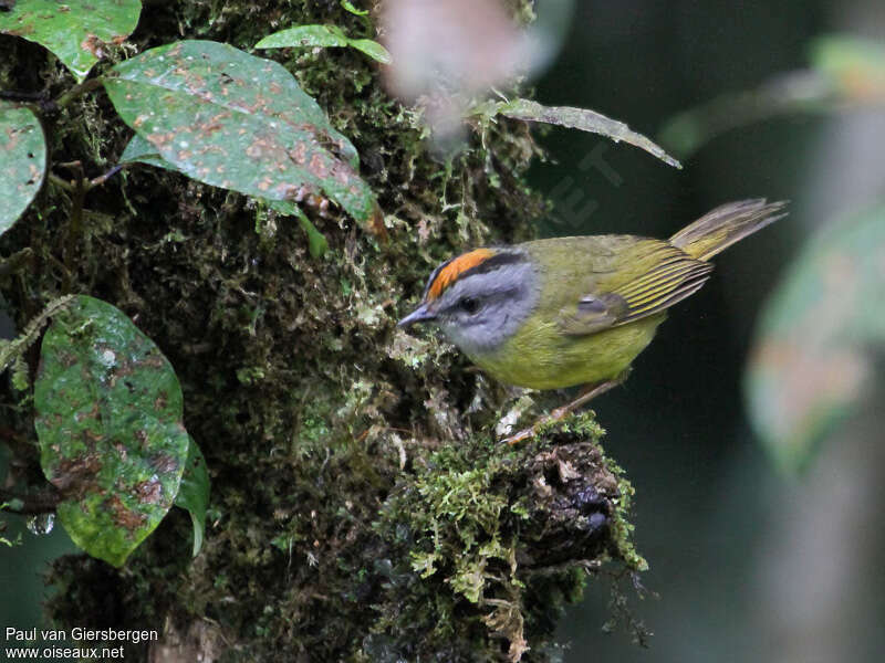 Russet-crowned Warbleradult