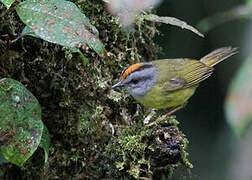 Russet-crowned Warbler