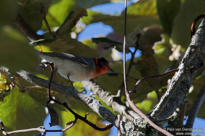 Paruline à face rouge