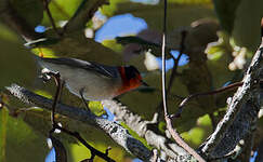 Paruline à face rouge