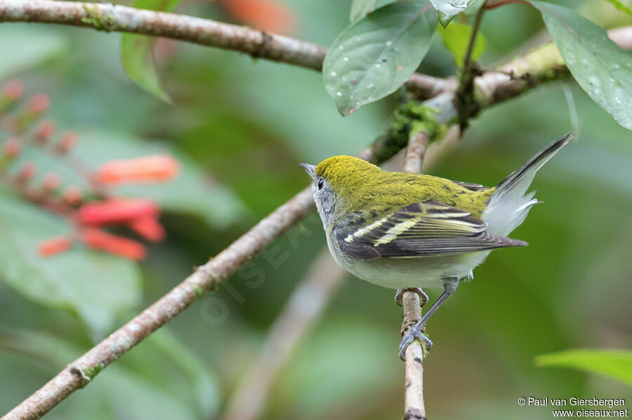 Chestnut-sided Warbleradult