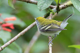 Chestnut-sided Warbler