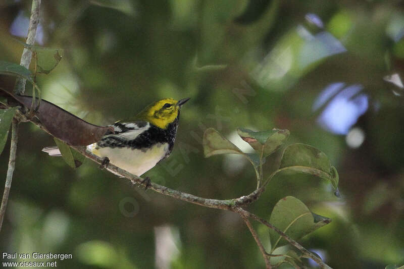 Black-throated Green Warbler male, habitat