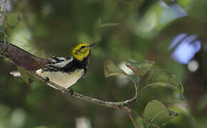 Black-throated Green Warbler