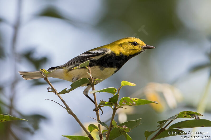 Black-throated Green Warbler