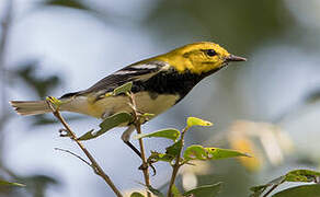 Black-throated Green Warbler