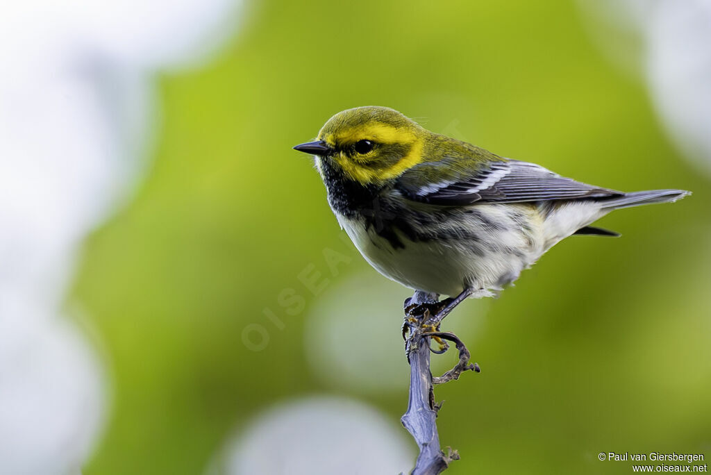 Paruline à gorge noire