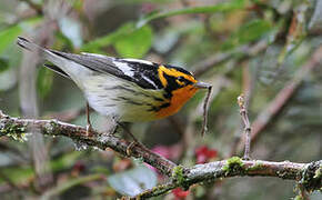 Blackburnian Warbler