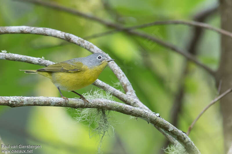 Nashville Warbler male adult, pigmentation