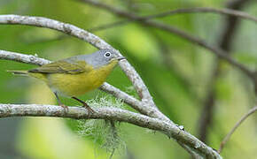 Nashville Warbler