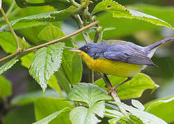 Tropical Parula