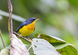 Tropical Parula