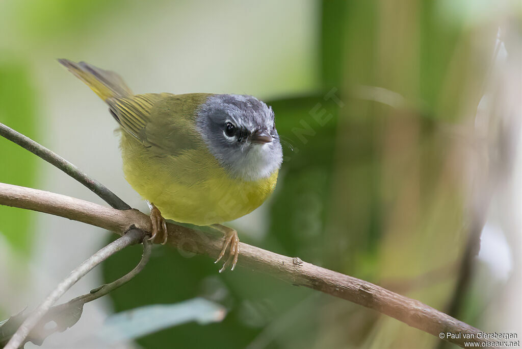 White-lored Warbleradult