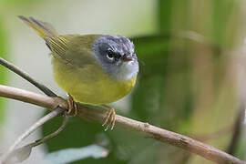 White-lored Warbler