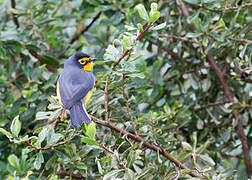 Spectacled Whitestart