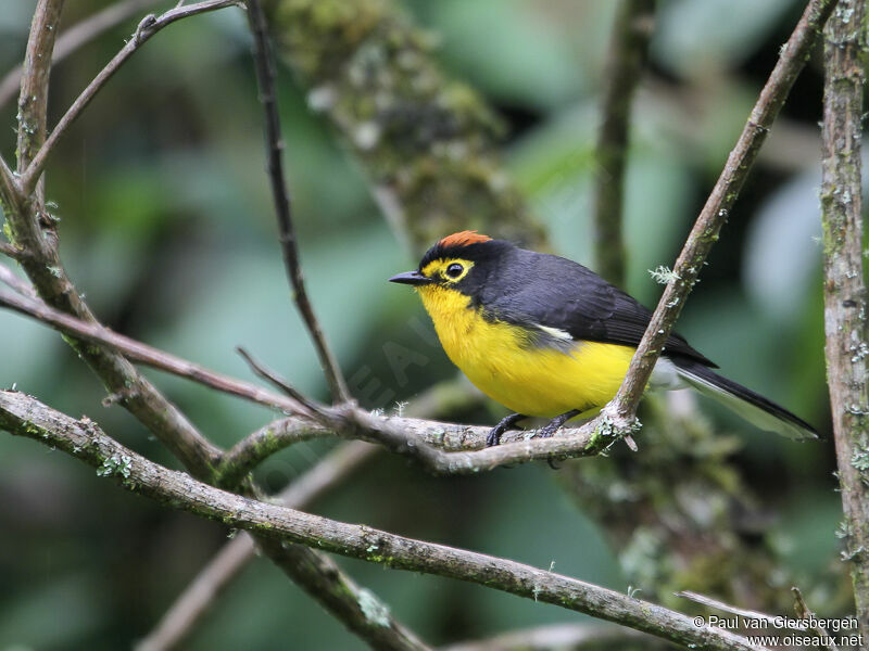 Spectacled Whitestartadult