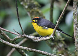 Spectacled Whitestart