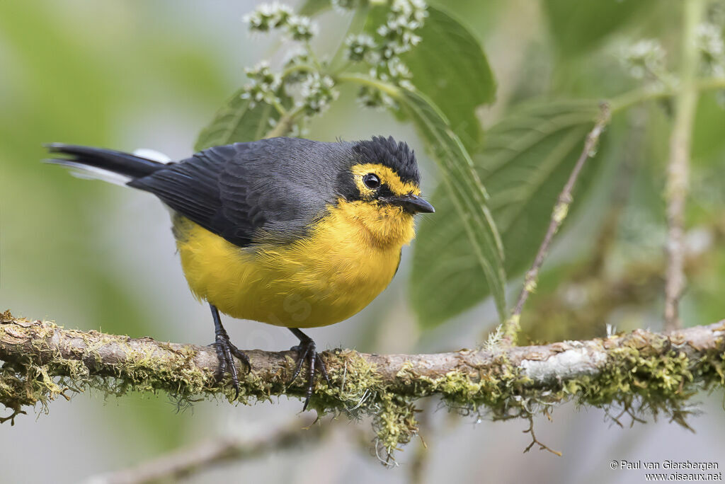 Spectacled Whitestartadult