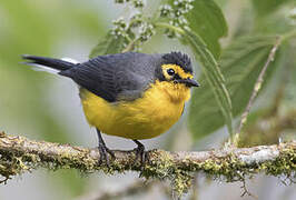 Spectacled Whitestart