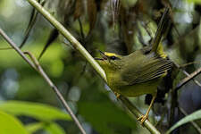 Paruline à pattes pâles