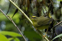 Paruline à pattes pâles