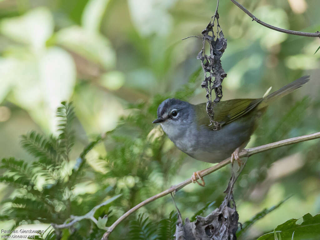 White-rimmed Warbleradult, habitat, pigmentation