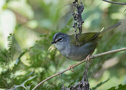 White-rimmed Warbler