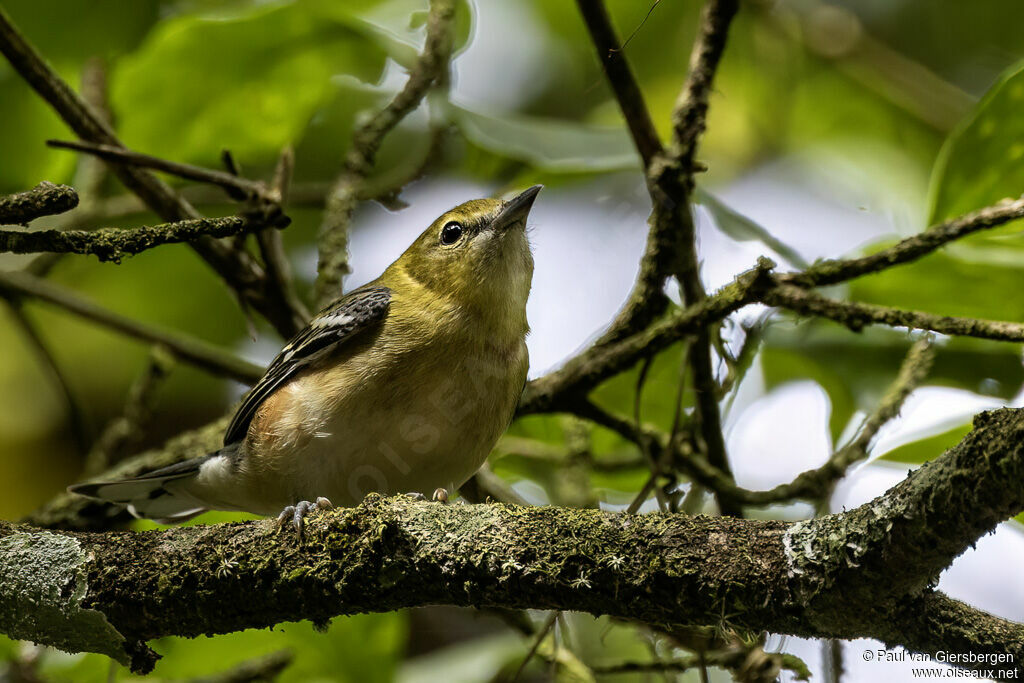 Paruline à poitrine baie