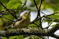 Paruline à poitrine baie