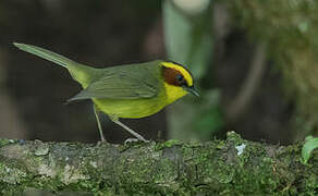 Golden-browed Warbler