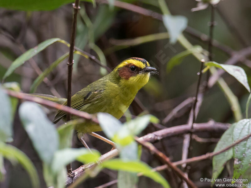 Golden-browed Warbler