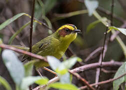 Golden-browed Warbler