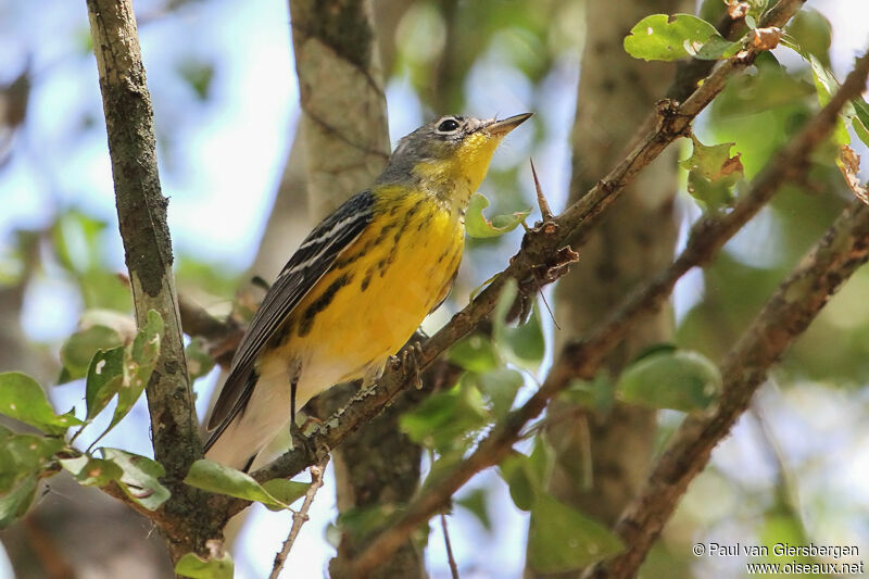 Magnolia Warbler