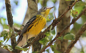 Magnolia Warbler