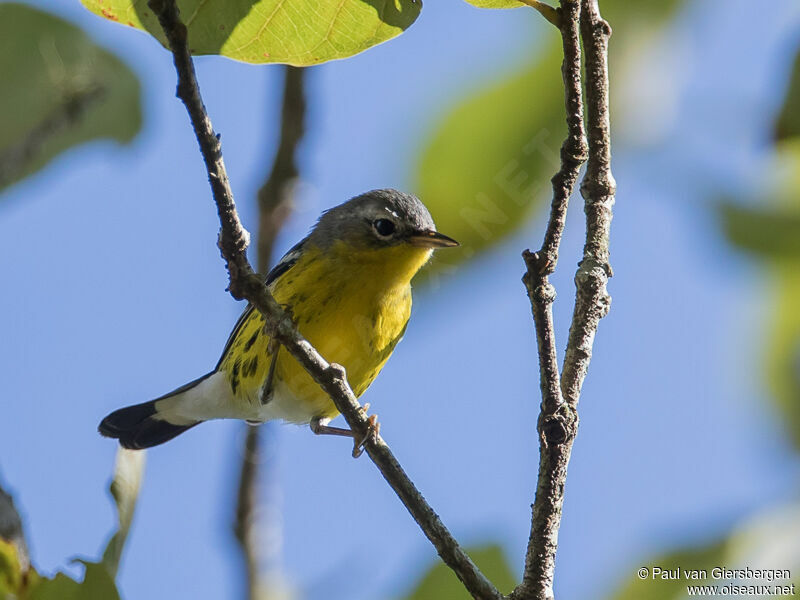 Magnolia Warbler