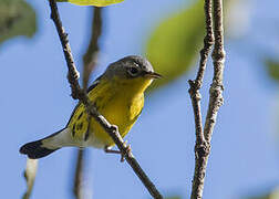 Magnolia Warbler