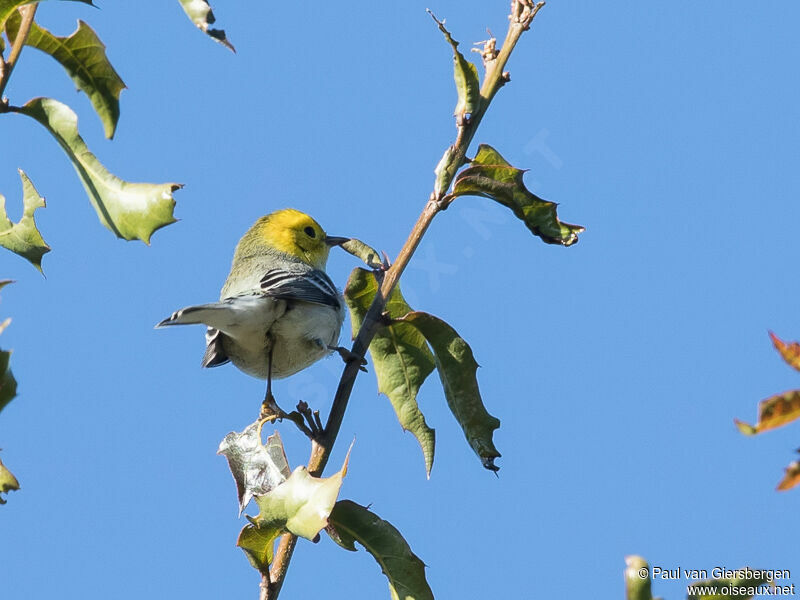 Paruline à tête jaune