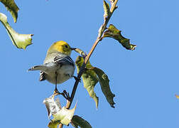 Hermit Warbler