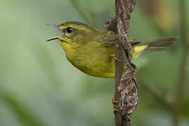 Cuzco Warbler