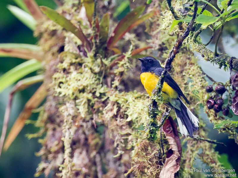 Slate-throated Whitestart