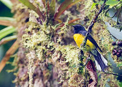 Slate-throated Whitestart