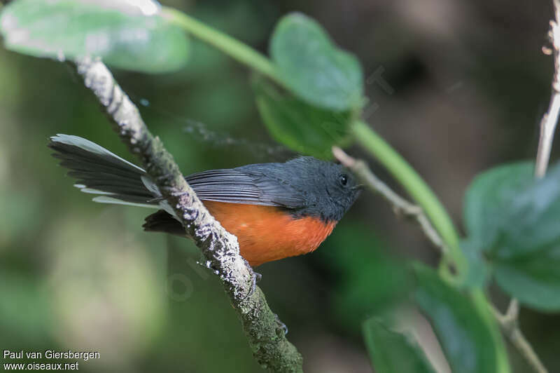 Slate-throated Whitestartadult, identification