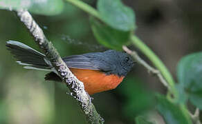 Slate-throated Whitestart