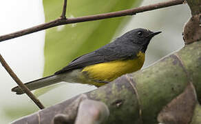 Slate-throated Whitestart