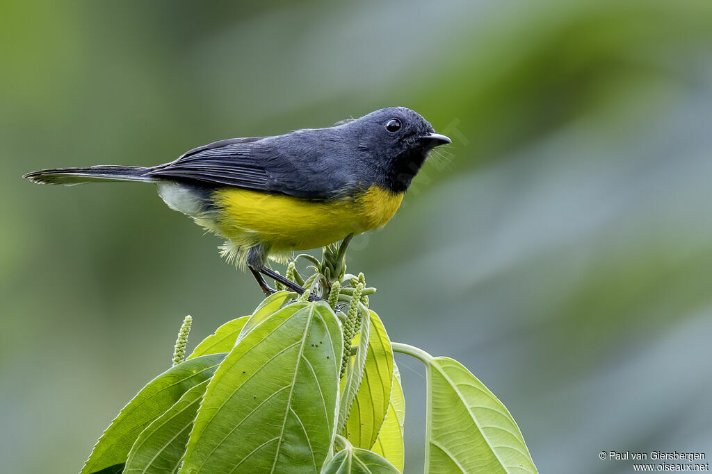 Paruline ardoiséeadulte