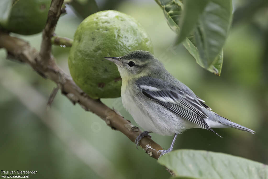 Cerulean Warbler female adult, identification