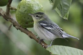 Cerulean Warbler