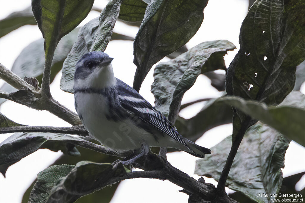 Paruline azurée mâle adulte