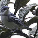 Paruline azurée